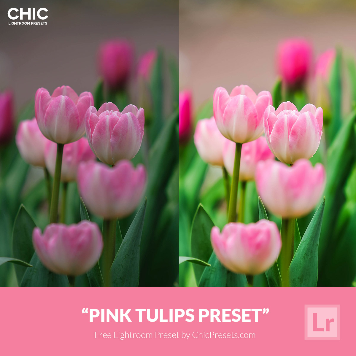 Free-Lightroom-Preset-Pink-Tulips-Chic