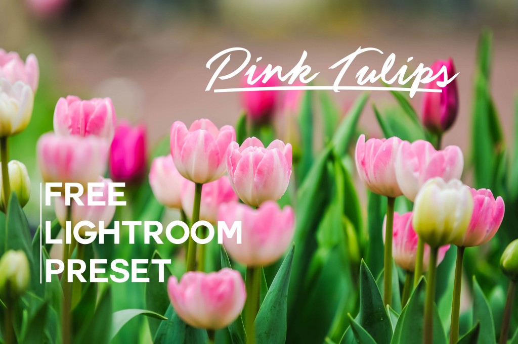 Free Lightroom Preset Pink Tulips