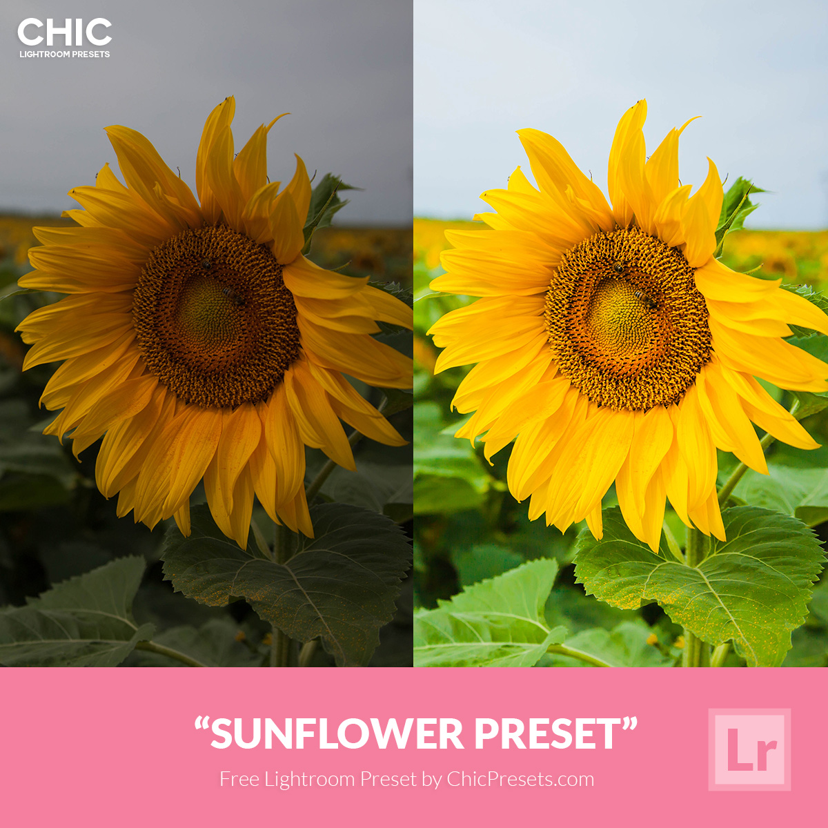 Free-Lightroom-Preset-Sunflower-