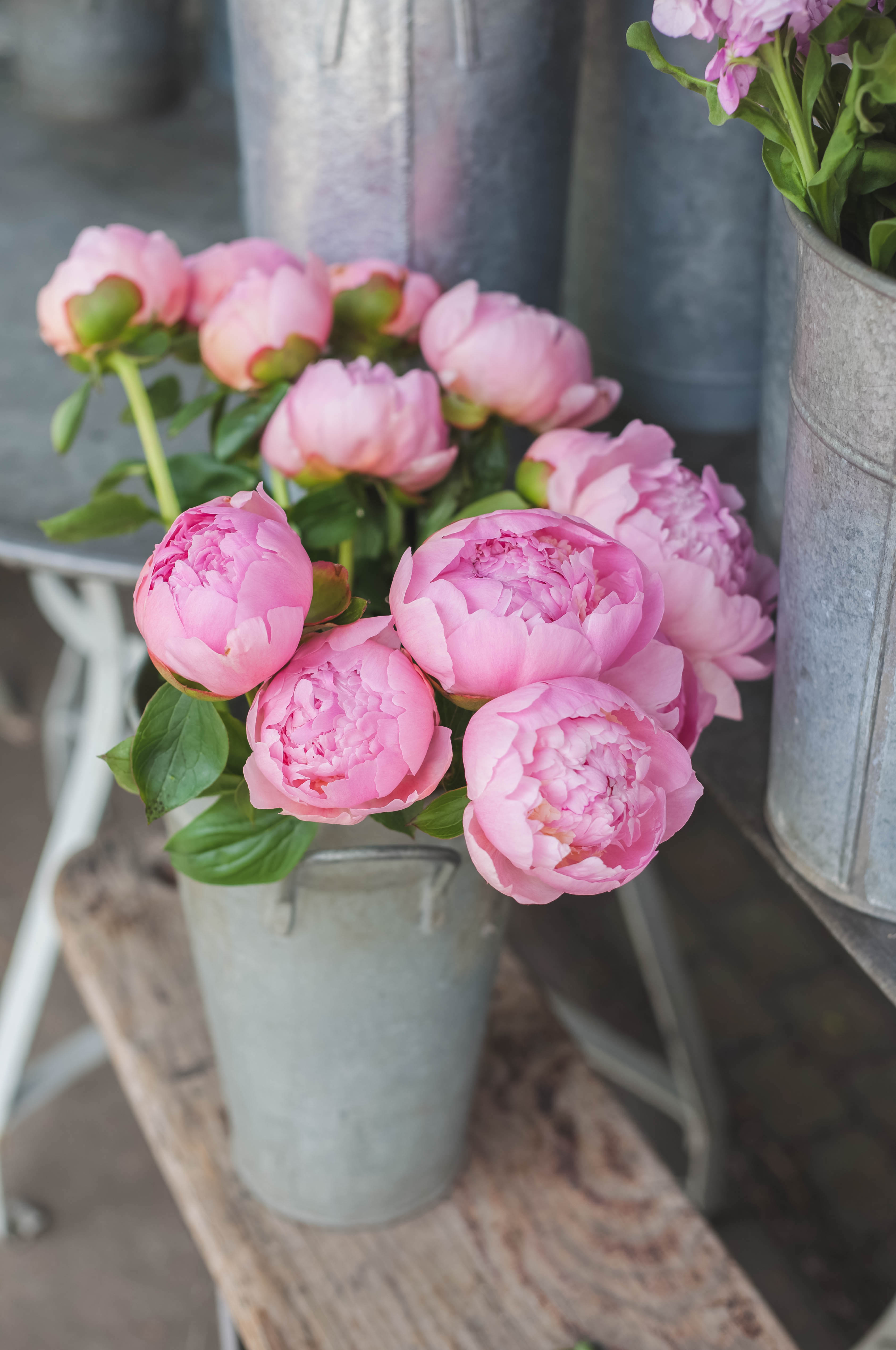 Chic Notes: Pink Peonies in Paris