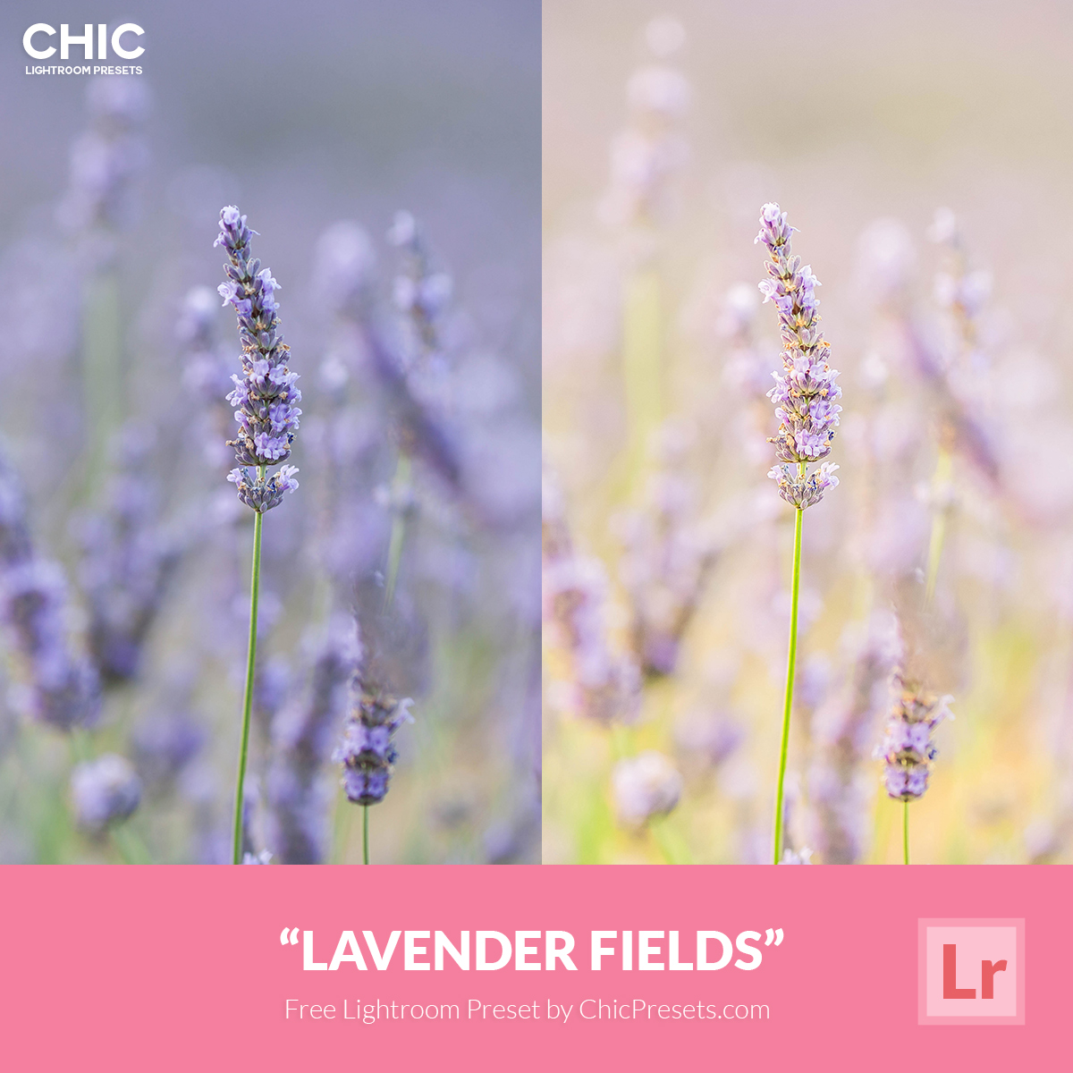 Free Chic Preset Lavender Fields 4