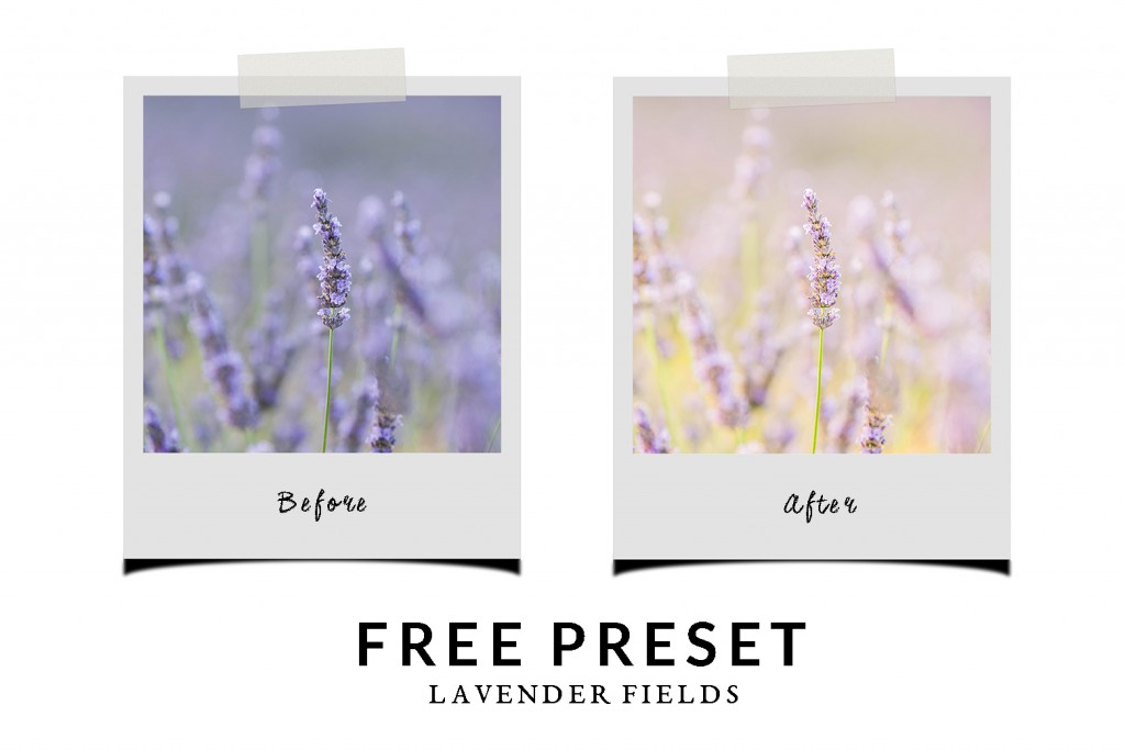 Free Chic Lightroom Preset Lavender Fields