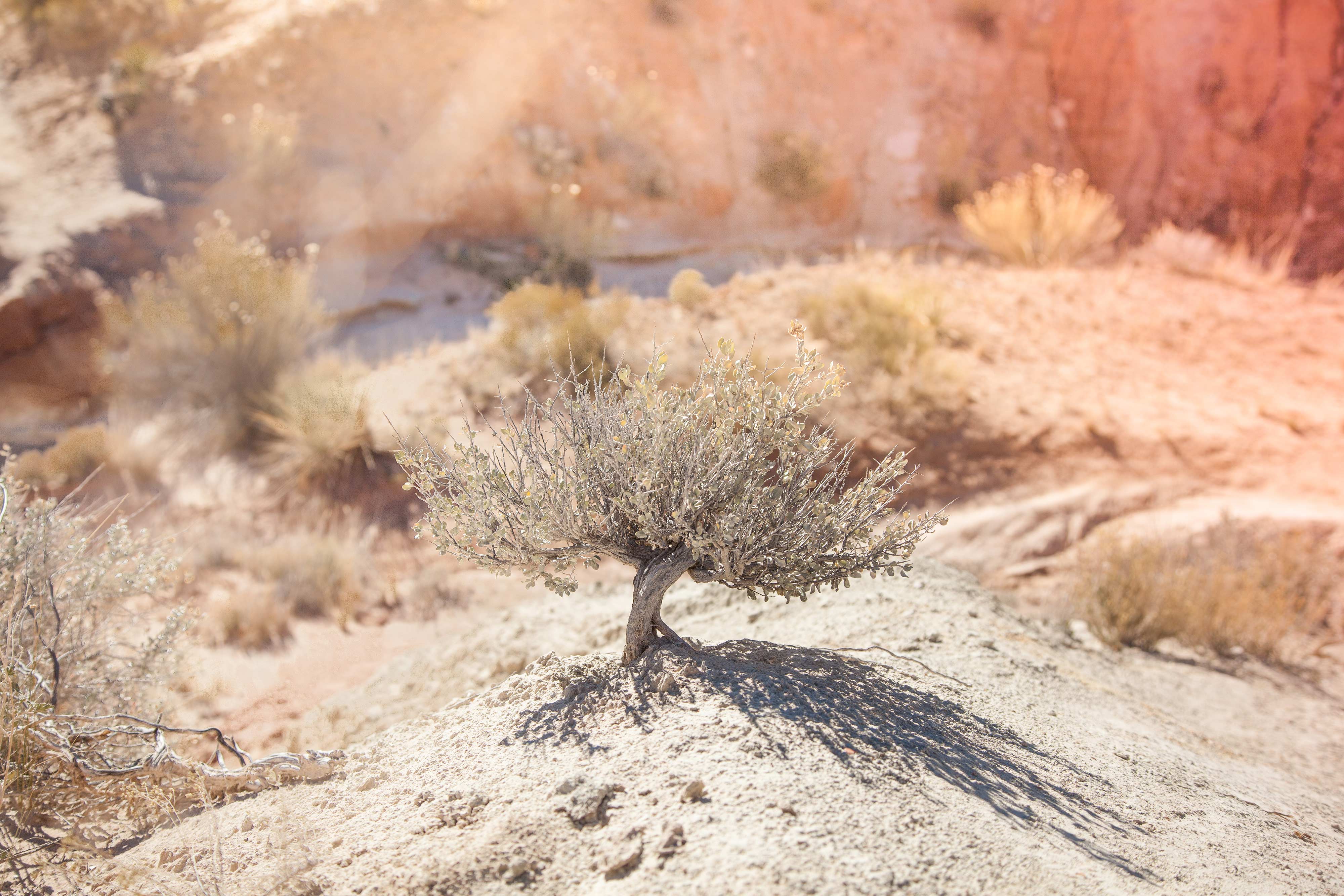 Desert Day Dream | Chic Lightroom Presets 