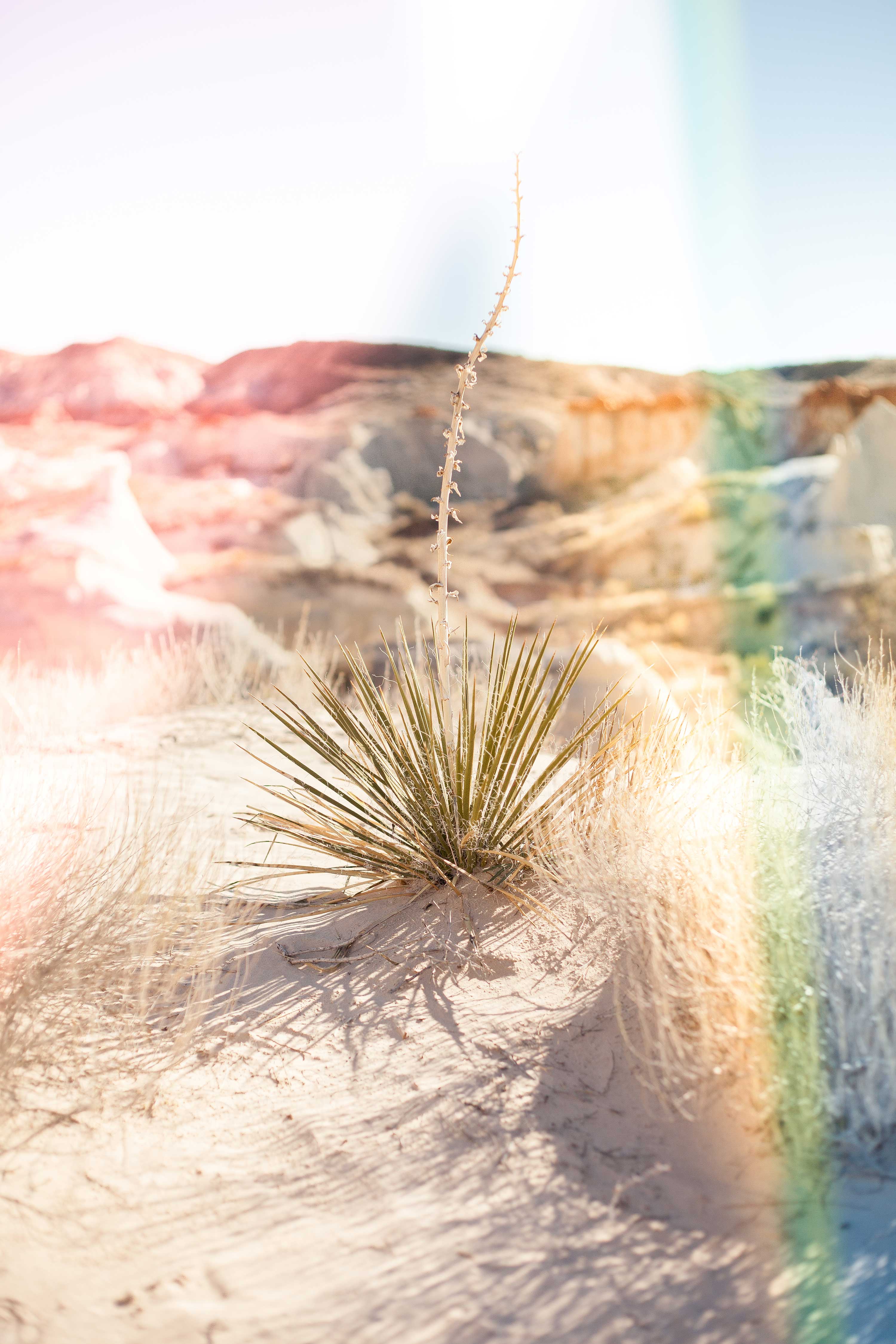 Desert Day Dream | Chic Lightroom Presets