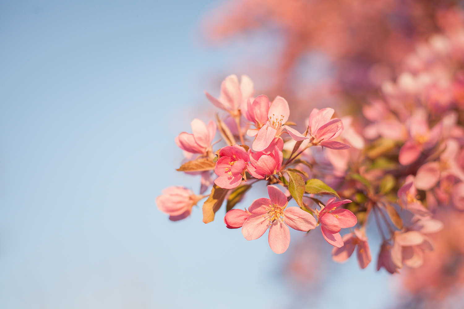 Among The Blossoms | Chic Lightroom Presets