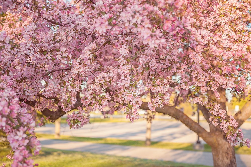 Among The Blossoms | Chic Lightroom Presets