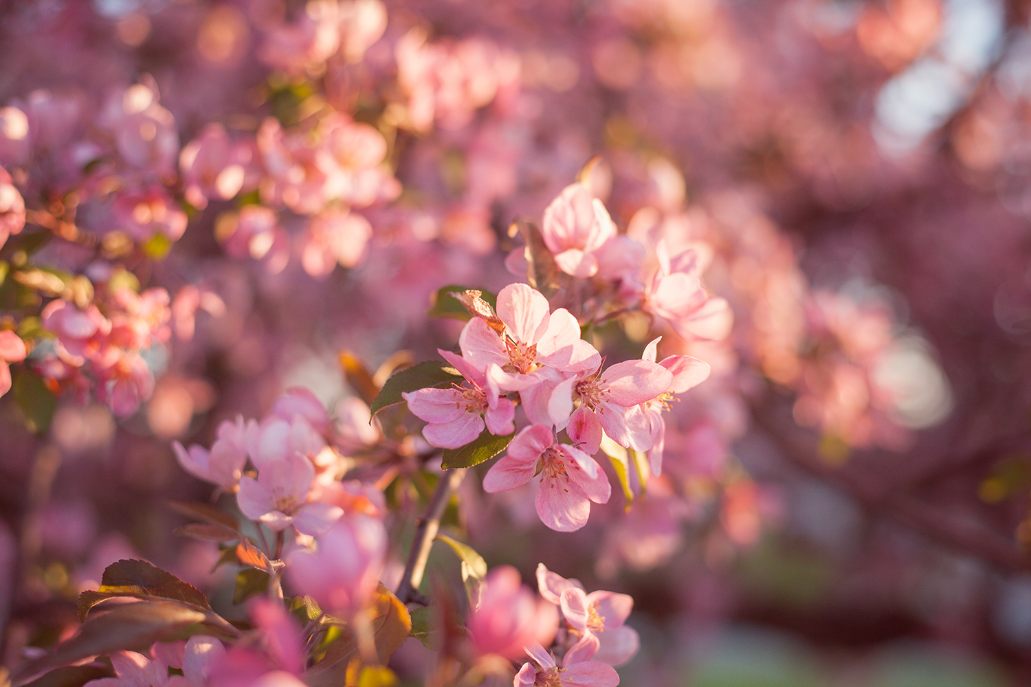 Among The Blossoms | Chic Lightroom Presets