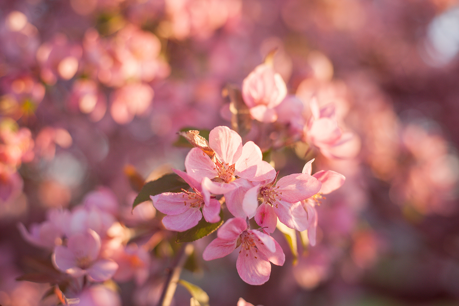 Among The Blossoms | Chic Lightroom Presets