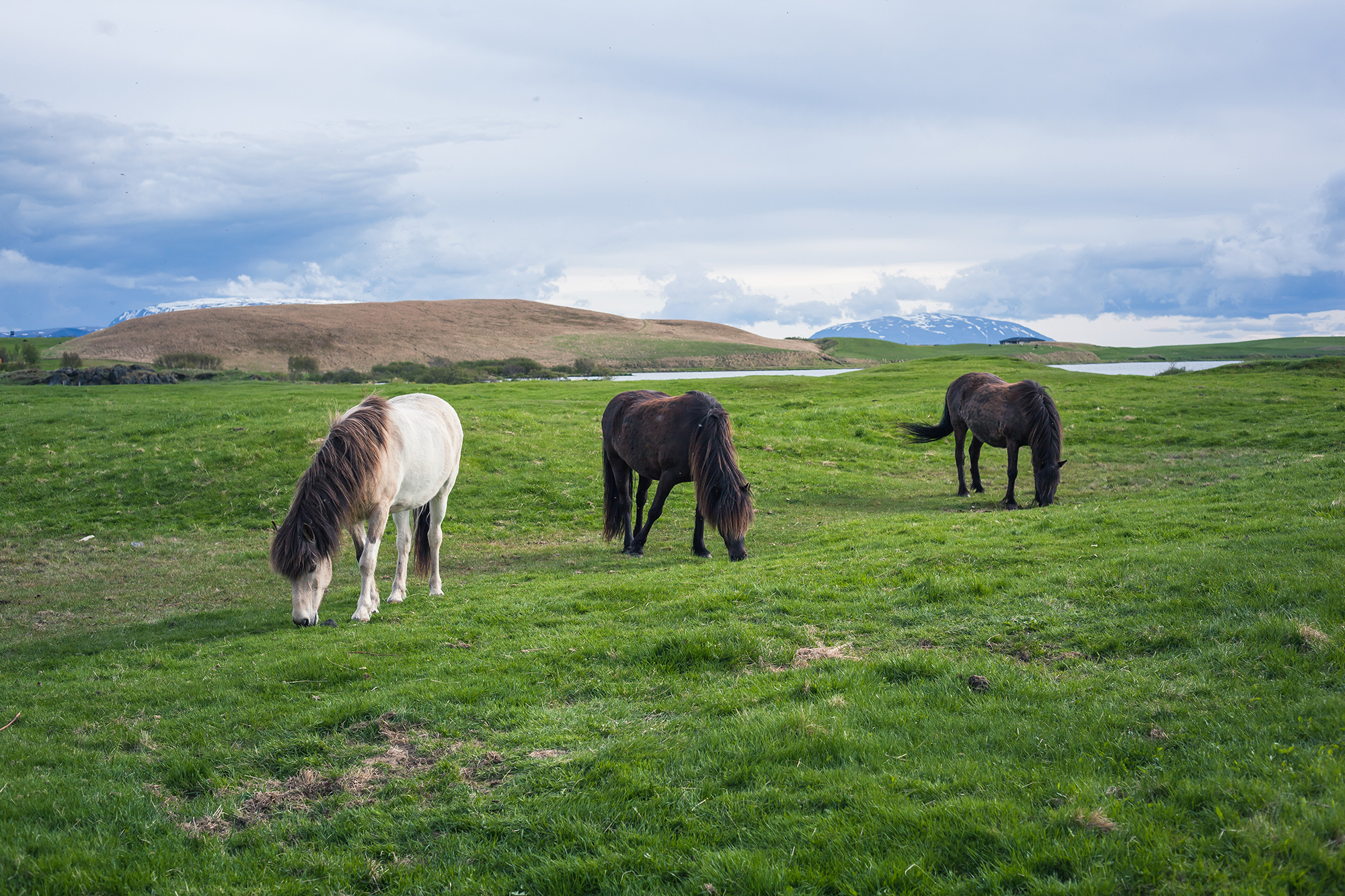 Icelandic Horses | Chic Lightroom Presets