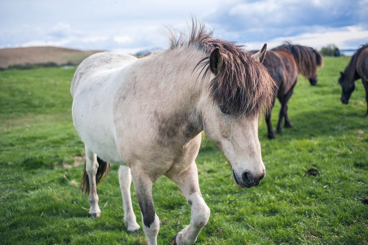 Icelandic Horses | Chic Lightroom Presets