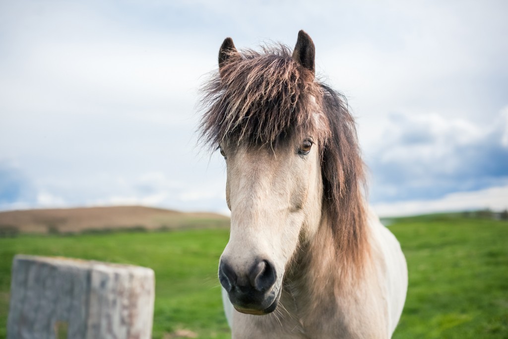 Icelandic Horses | Chic Lightroom Presets