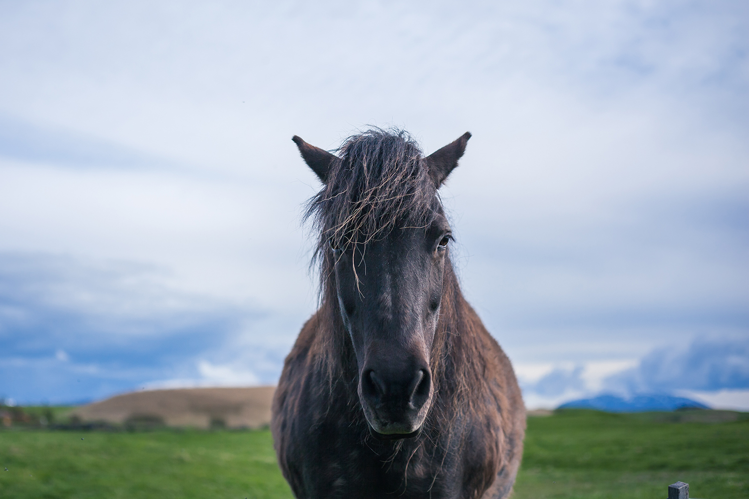 Icelandic Horses | Chic Lightroom Presets