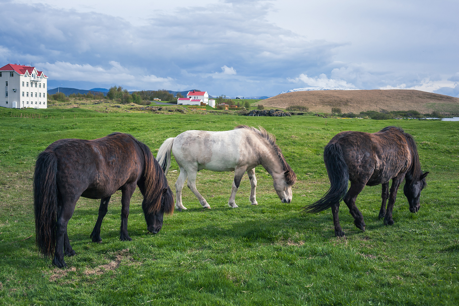 Icelandic Horses | Chic Lightroom Presets