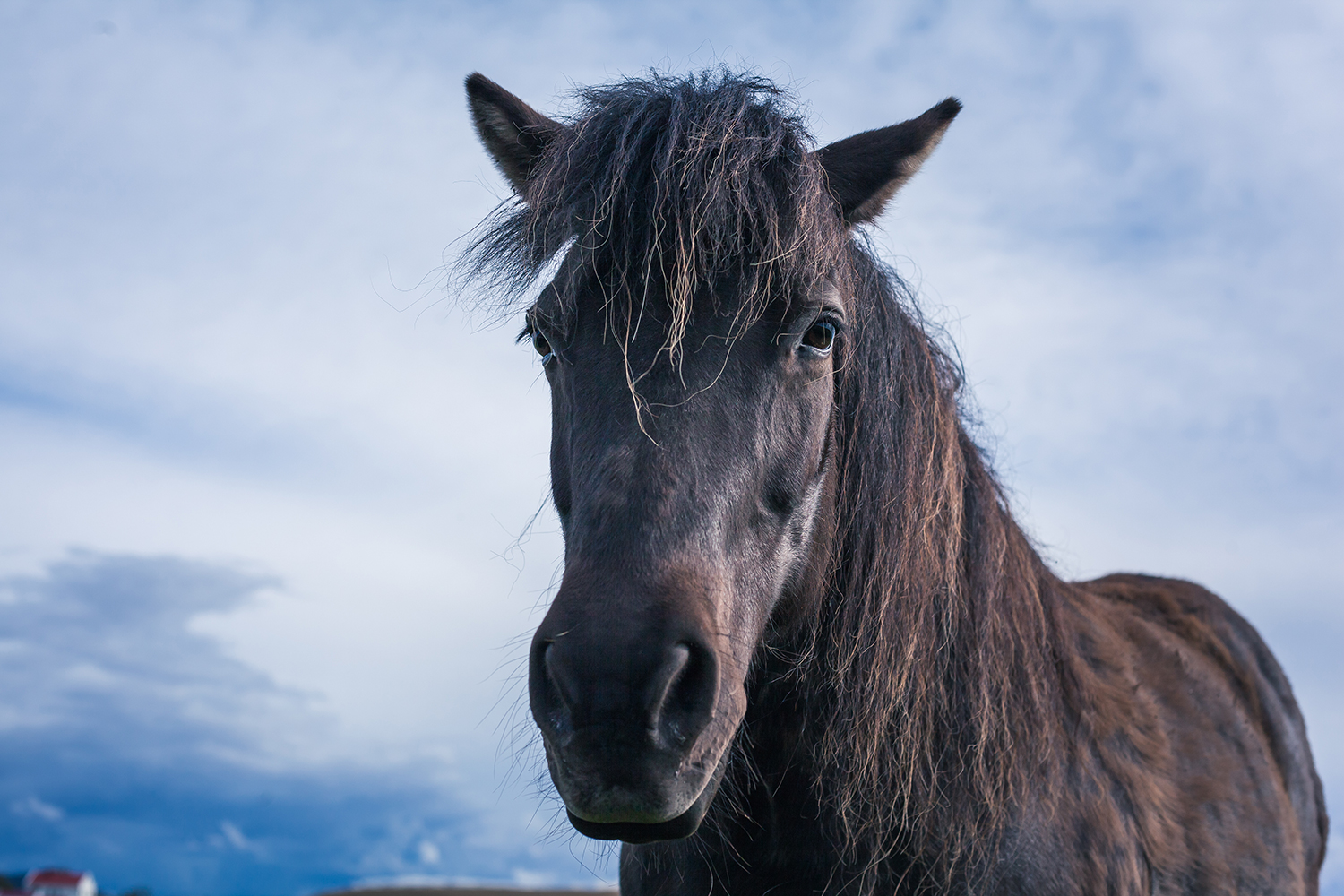 Icelandic Horses | Chic Lightroom Presets