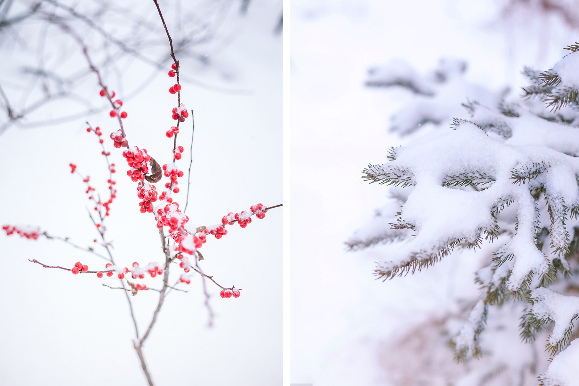 Winter Wonderland | Chic Lightroom Presets