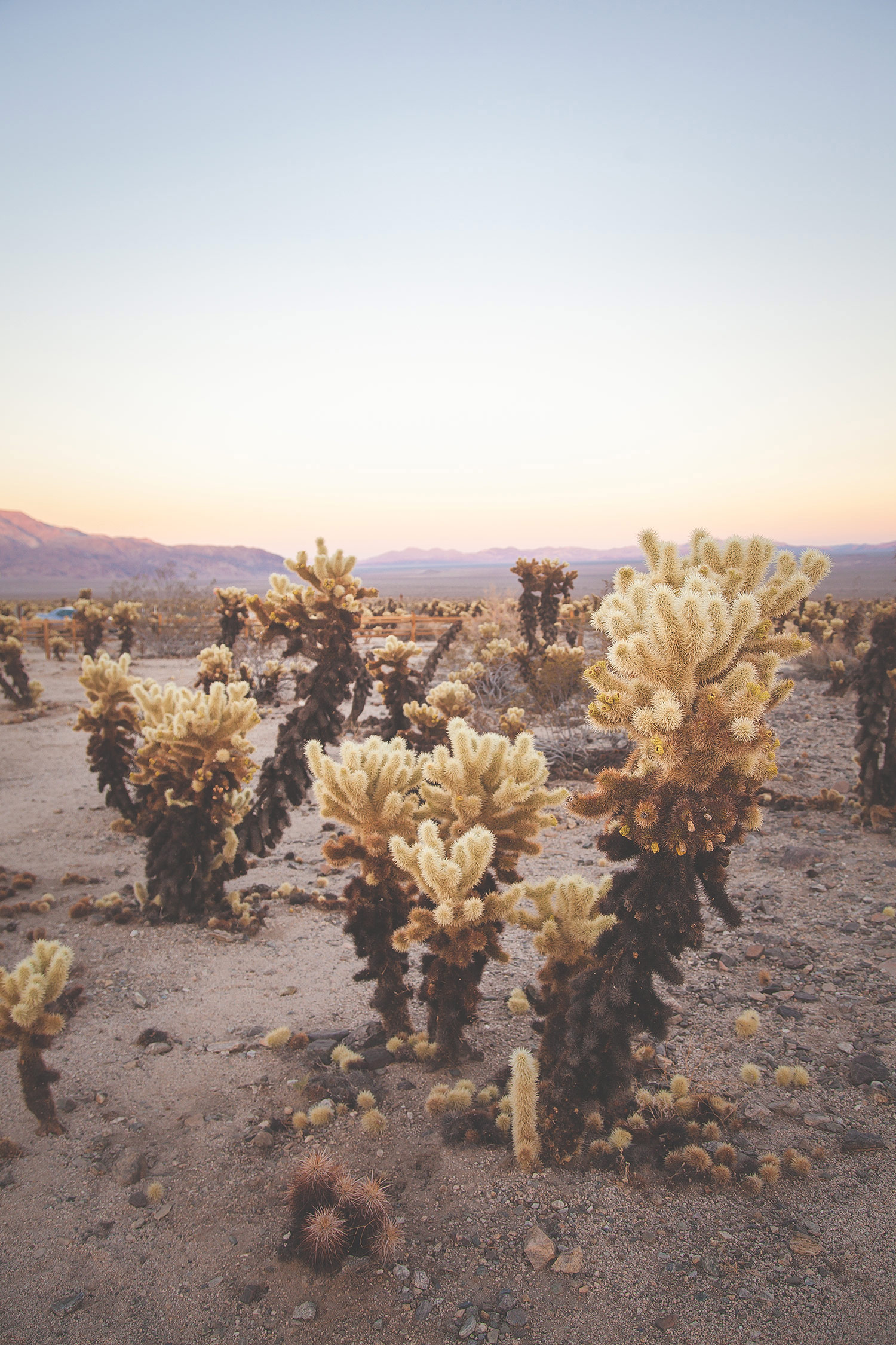 Film Presets | The California Desert